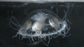 copyright: tuempeldoktor.at Freischwimmende Süßwasserqualle