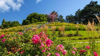 Hgel mit blhenden Rosen